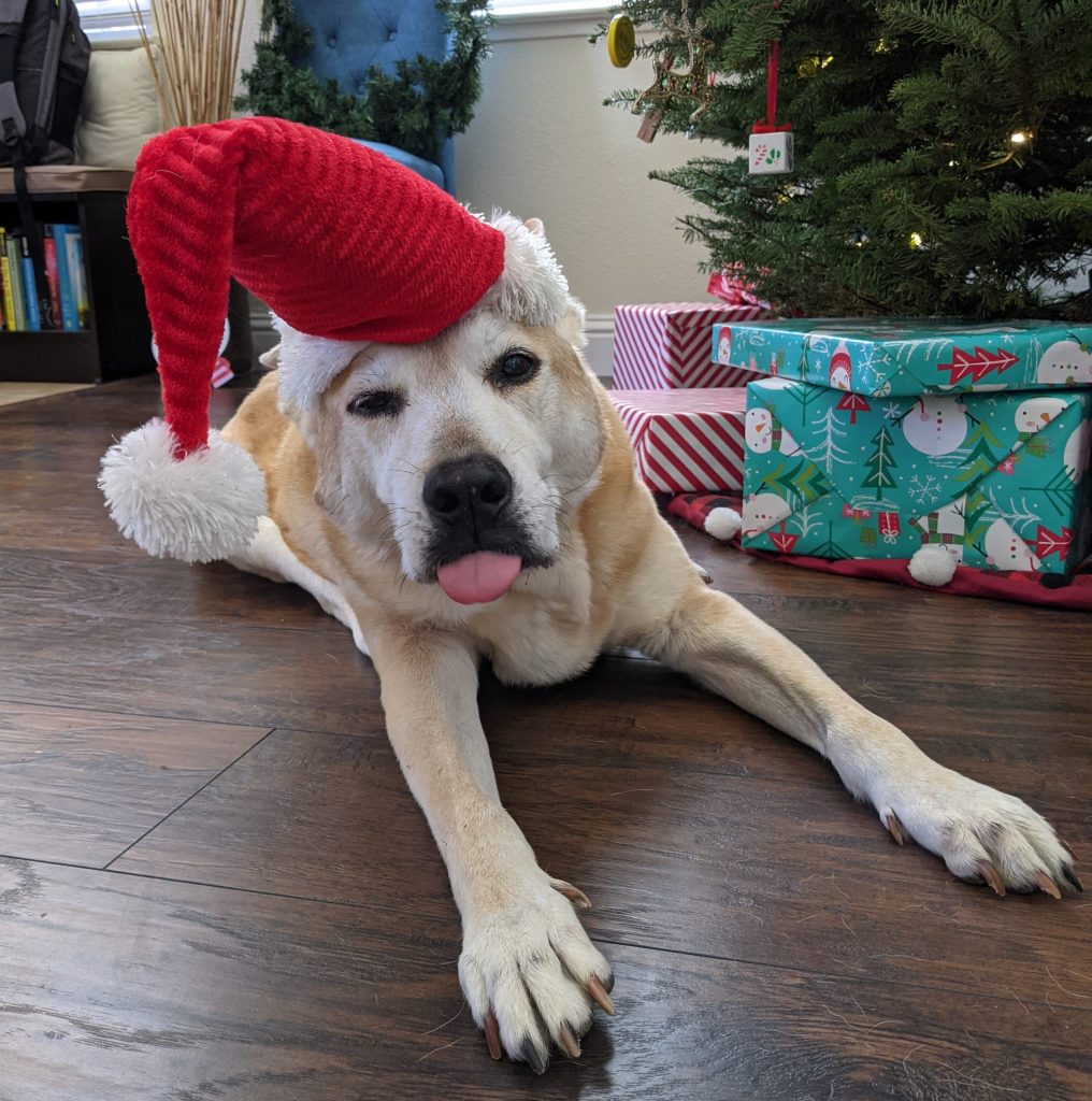 Dingo says goodbye to 2020