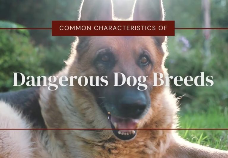 BBG dangerous breeds