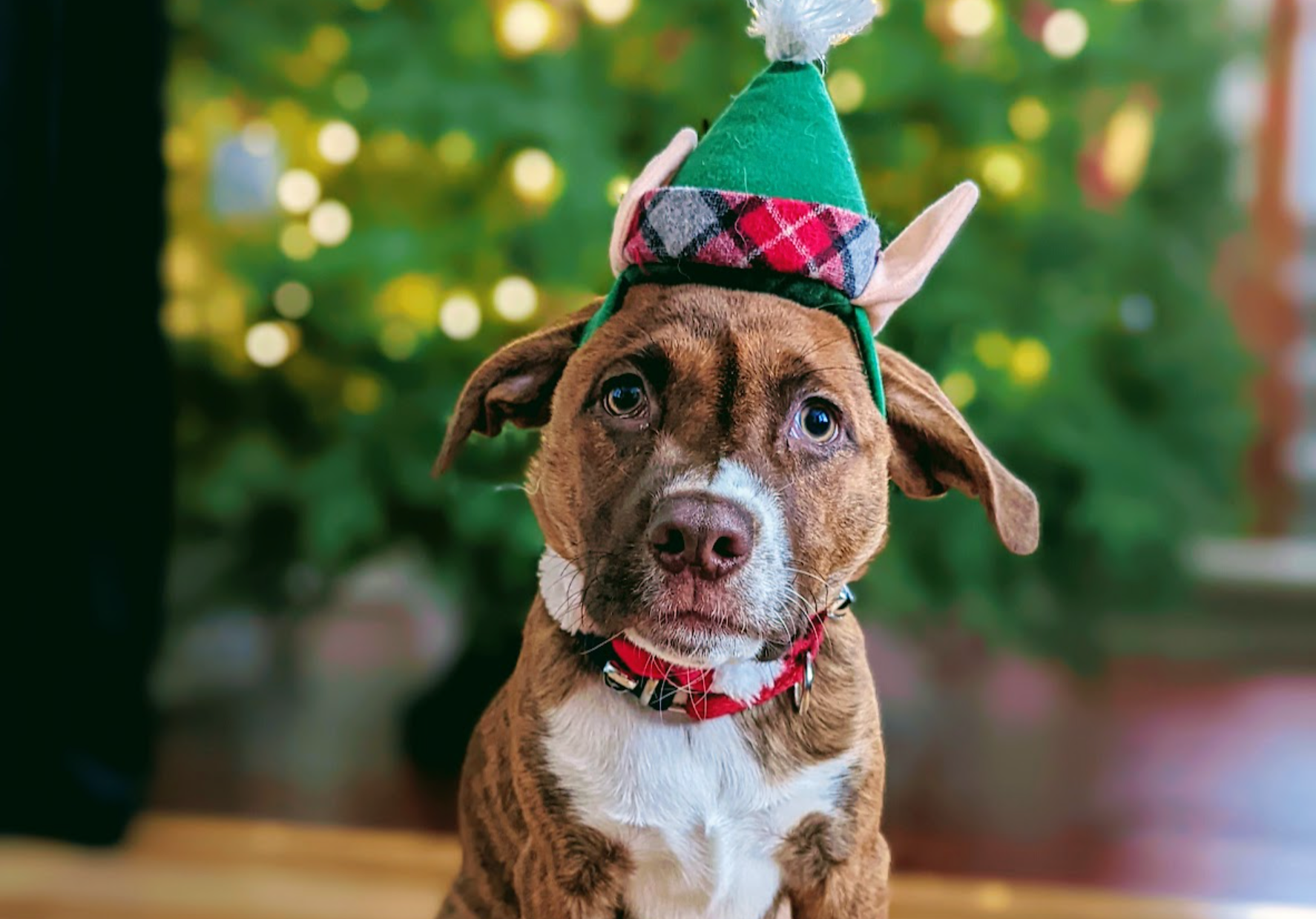 puppy sitting in front of christmas tree