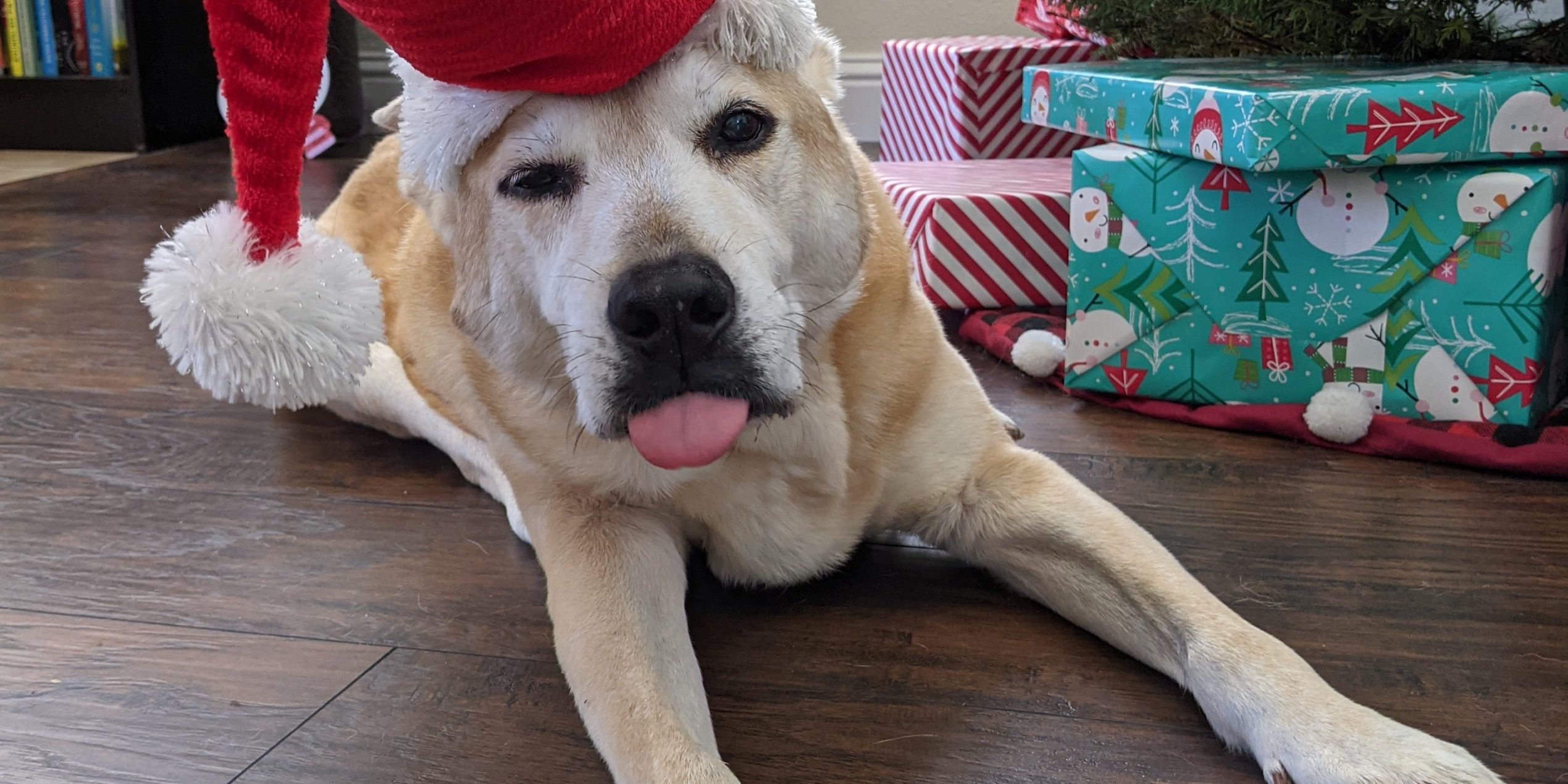 Dingo says goodbye to 2020