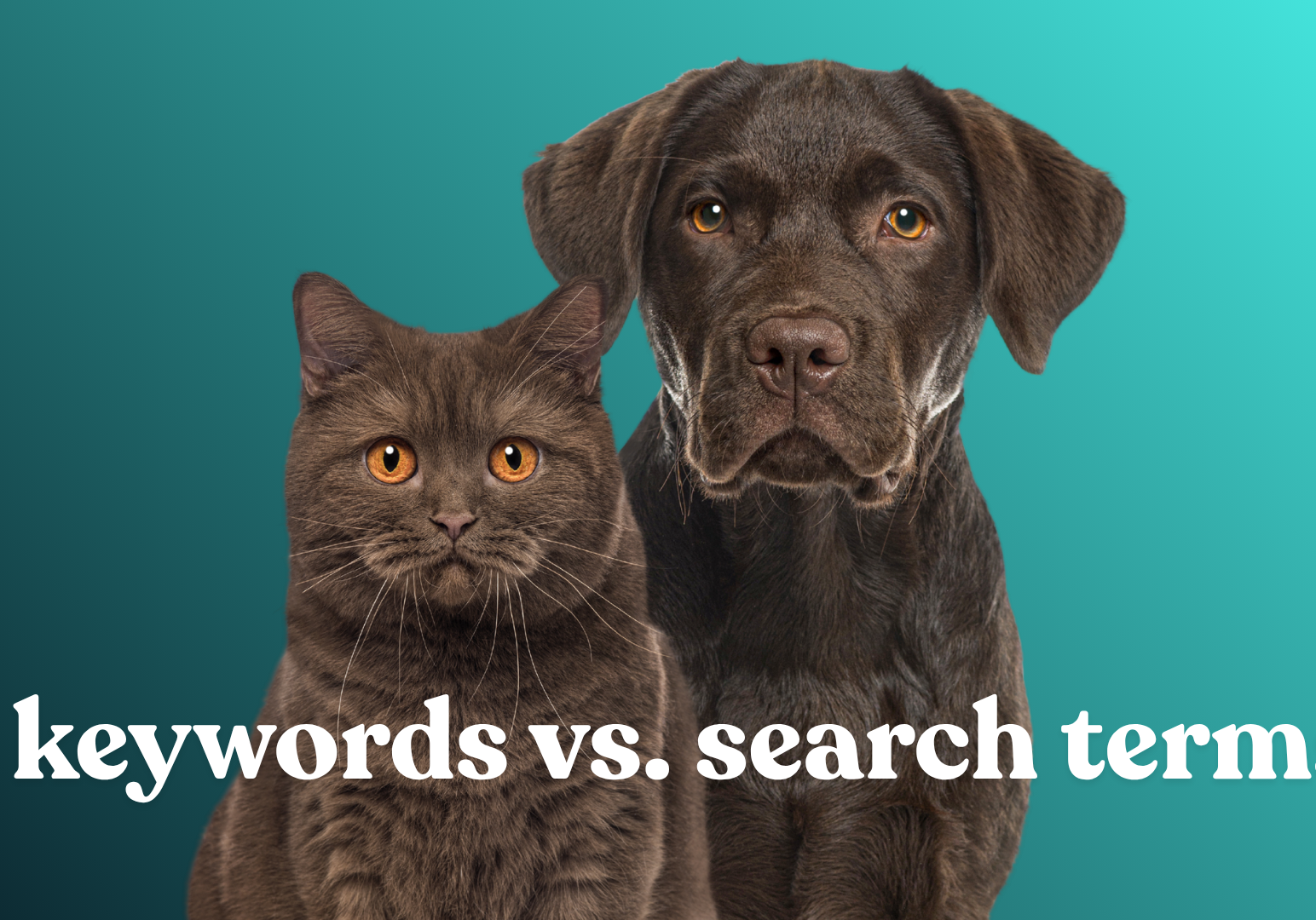 keywords vs search terms