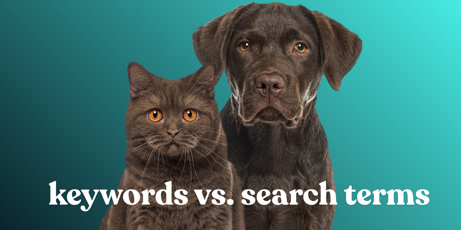 keywords vs search terms